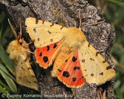 Attēlu rezultāti vaicājumam “Rhyparia purpurata”