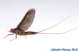 Attēlu rezultāti vaicājumam “Eupithecia icterata female”