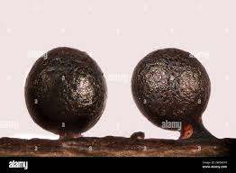 Attēlu rezultāti vaicājumam “Lamproderma ovoideum spores”