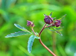 Attēlu rezultāti vaicājumam “Comarum palustre fruit”