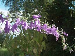 Attēlu rezultāti vaicājumam “Campanula rapunculoides bud”
