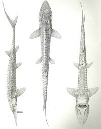 Image result for Scaphirhynchus platorynchus