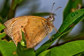 Attēlu rezultāti vaicājumam “Maniola jurtina male”