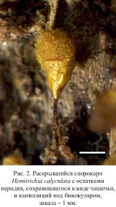 Attēlu rezultāti vaicājumam “Hemitrichia calyculata”