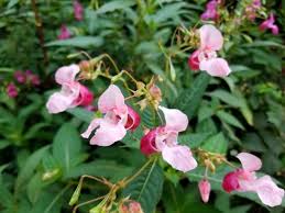Attēlu rezultāti vaicājumam “Impatiens glandulifera flower”