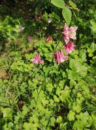 Image result for Aquilegia vulgaris