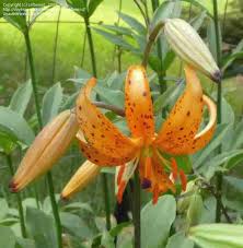 Attēlu rezultāti vaicājumam “Lilium martagon bud”