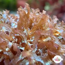 Attēlu rezultāti vaicājumam “Diderma ochraceum macro”