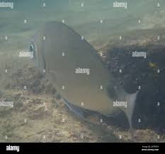 Image result for Diplodus capensis