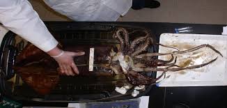Image result for Dosidicus gigas