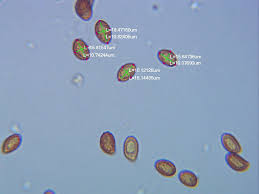 Attēlu rezultāti vaicājumam “Stemonitopsis hyperopta var. landewaldii macro”