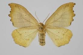 Attēlu rezultāti vaicājumam “Falcaria lacertinaria”