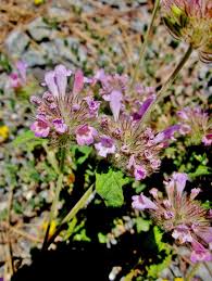 Attēlu rezultāti vaicājumam “Clinopodium vulgare fruit”