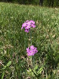 Attēlu rezultāti vaicājumam “Primula farinosa leaf”