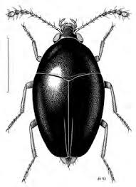 Attēlu rezultāti vaicājumam “Scaphisoma sp.”