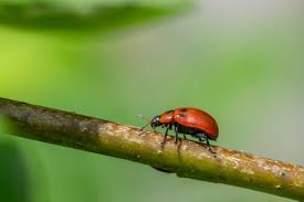 Attēlu rezultāti vaicājumam “Gonioctena viminalis”
