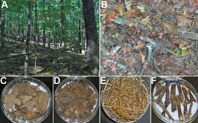 Attēlu rezultāti vaicājumam “Ophiotheca chrysosperma”