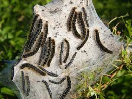 Attēlu rezultāti vaicājumam “Eriogaster lanestris larva”