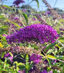 Image result for Buddleja davidii