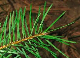 Attēlu rezultāti vaicājumam “Pseudotsuga menziesii fruit”