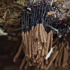 Attēlu rezultāti vaicājumam “Stemonitis foliicola spores”