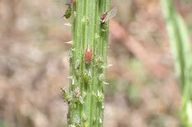 Attēlu rezultāti vaicājumam “Aphis jacobaeae”