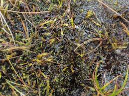 Attēlu rezultāti vaicājumam “Calliergon trifarium”