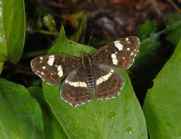 Attēlu rezultāti vaicājumam “Araschnia levana larva”
