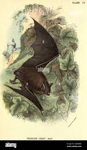 Attēlu rezultāti vaicājumam “Myotis nattereri”