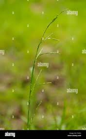 Attēlu rezultāti vaicājumam “Glyceria fluitans leaf”