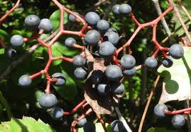 Attēlu rezultāti vaicājumam “Parthenocissus quinquefolia fruit”