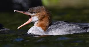 Attēlu rezultāti vaicājumam “Mergus merganser”