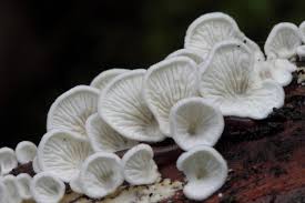 Attēlu rezultāti vaicājumam “Plicatura nivea”