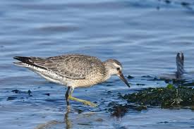 Attēlu rezultāti vaicājumam “Calidris canutus”