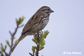 Image result for Melospiza melodia