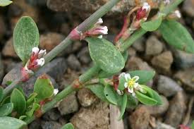 Attēlu rezultāti vaicājumam “Polygonum arenastrum”