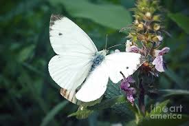 Attēlu rezultāti vaicājumam “Pieris rapae”