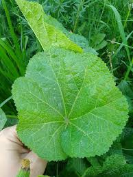 Attēlu rezultāti vaicājumam “Alcea rosea leaf”