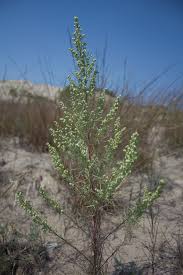 Attēlu rezultāti vaicājumam “Artemisia campestris”