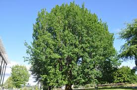 Attēlu rezultāti vaicājumam “Quercus robur”