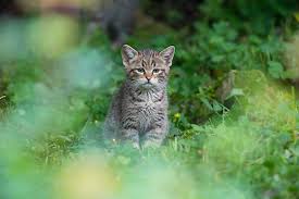 Attēlu rezultāti vaicājumam “Felis silvestris catus juvenile”