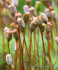 Attēlu rezultāti vaicājumam “Polytrichum commune var. perigoniale”