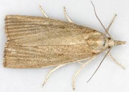 Attēlu rezultāti vaicājumam “Calamotropha paludella”