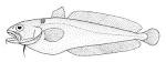 File:Pseudophycis breviuscula (Northern bastard codling).gif ...