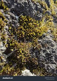 Attēlu rezultāti vaicājumam “Leucodon sciuroides”