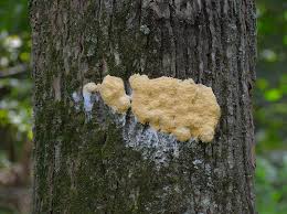 Attēlu rezultāti vaicājumam “Fuligo septica var. flava young”