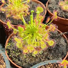 Attēlu rezultāti vaicājumam “Drosera rotundifolia flower”