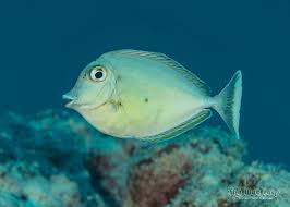 Image result for Naso unicornis