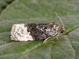 Attēlu rezultāti vaicājumam “Apotomis betuletana”