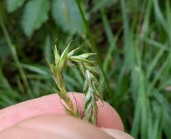 Attēlu rezultāti vaicājumam “Carex ornithopoda fruit”